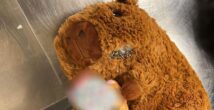 Женщина-сюрприз: что жительница Хайфы из-за границы в плюшевых мишках