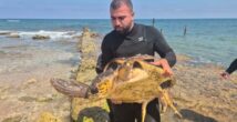 Черепаха попала в смертельную ловушку из лески: трогательная история спасения в Хайфе