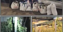 Сотни кустов и профессиональное оборудование: что нашла полиция в Хайфе и Кирьят-Ата