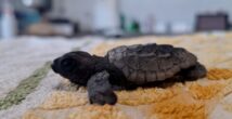 Сезон чудес у моря: вылупились первые черепашки!