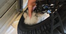 Необычное спасение: голова собаки застряла в колесе электровелосипеда