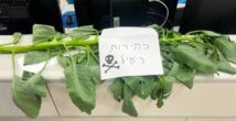 Двое мужчин попали в реанимацию, приготовив суп из ядовитого растения