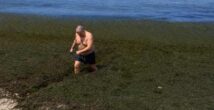 «Зеленое море»: что сегодня произошло на хайфском пляже
