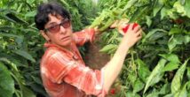 Шесть финалистов и один выбор: Хайфская консерватория приглашает вас стать членами жюри